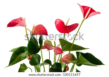 Beautiful Anthedesia anthurium on white background.