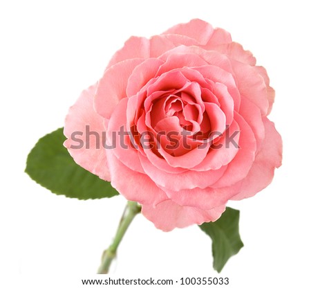 Rosy rose closeup isolated on white background
