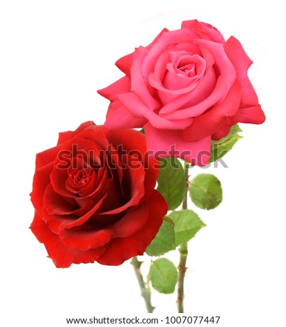Roses bunch isolated on white background