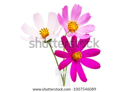 cosmos flowers isolated on white background 