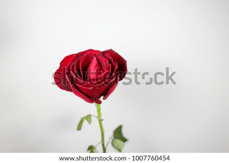 Red rose isolated with white background