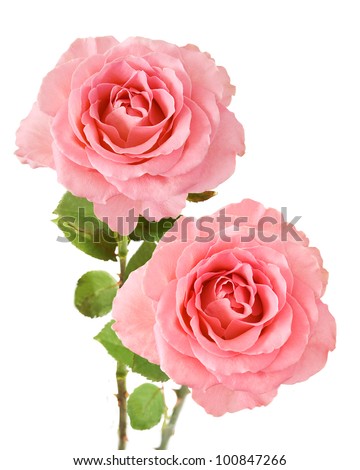 Wedding pink roses bouquet isolated on white background