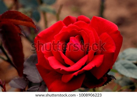 Red Rose: A Fresh Bloom