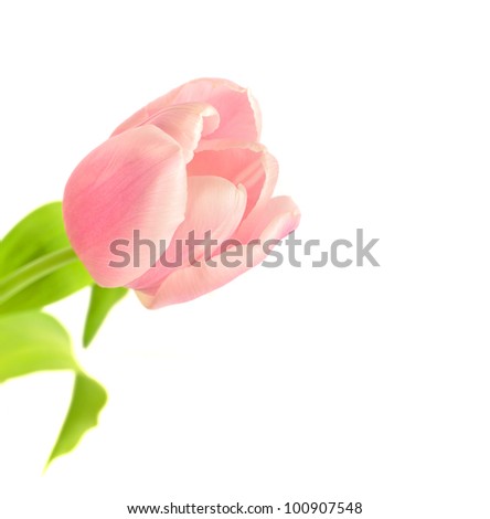 tulip flowers on white background with copyspace