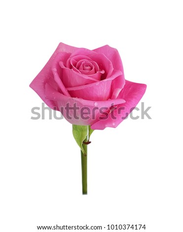 pink rose in a stalk of a drop of water close-up isolated white background