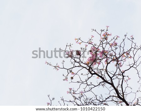 High Angle View of Pink Flowers Branch