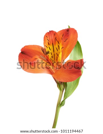 Red Alstroemeria or peruvian lily flower isolated over the white background
