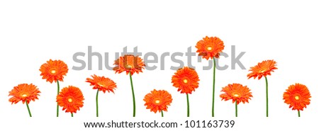 geberas (african daisy) isolated on white