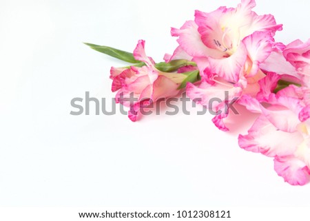 Pink gladiolus on a white background. Copy space. Close up.
