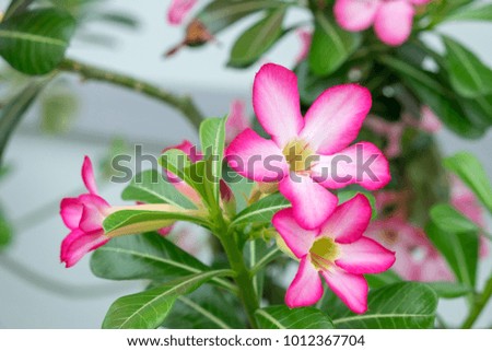 pink azalea flower, a bouquet of flowers on the tree