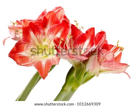Red amaryllis blossoms