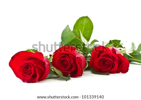 beautiful blooming red roses on a white background