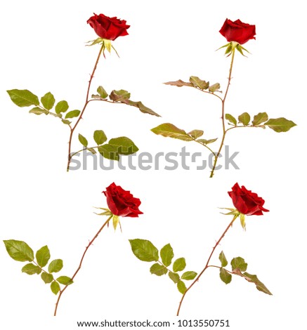 A flower of a red rose with a stem and leaves on a white isolated background. Close-up. Space for text. Background. set, collection.