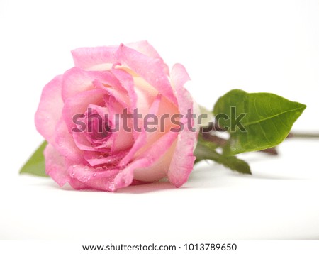 pink rose flower with green leaves and dew point (droplet) on white background (isolated background)