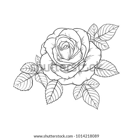beautiful black and white rose and leaves. Floral arrangement isolated on background. design greeting card and invitation of the wedding, birthday, Valentine s Day, mother s day, holiday