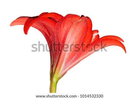 single flower Hippeastrum red closeup on white background
