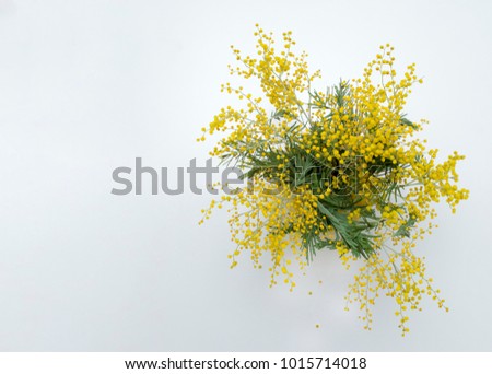 Mimosa yellow flowers on a white background Copy space