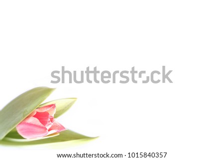 One pink tulip is isolated on a white background.
