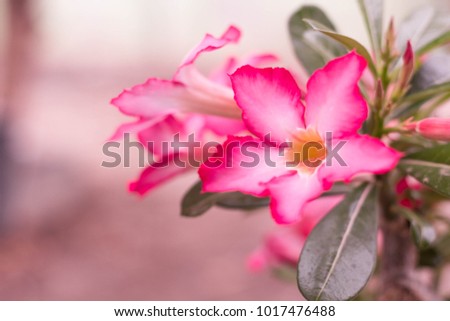 Adenium obesum Desert General characteristics. Small plum. The leaf surface is smooth green. Flowers at the end of the flower trumpet flower petals with 5 petals pink petals base with petals.