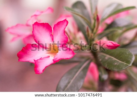 Adenium obesum Desert General characteristics. Small plum. The leaf surface is smooth green. Flowers at the end of the flower trumpet flower petals with 5 petals pink petals base with petals.