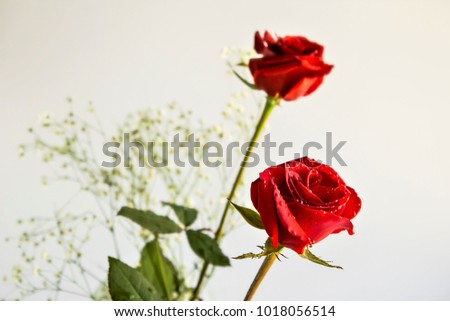 Fresh,vivid red color roses on the white background with water drops 