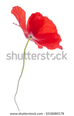 red poppy on white background