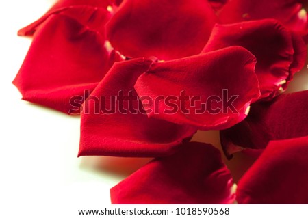 Rose petal for valentine day on white background,