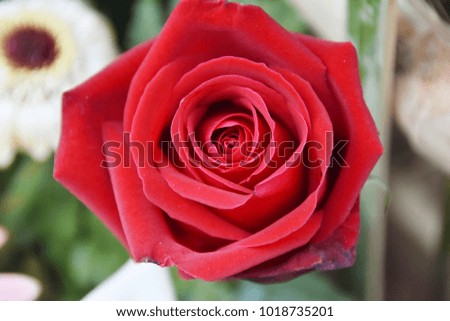 Love Valentine roses