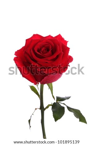 Single red rose flower on white background with copy space