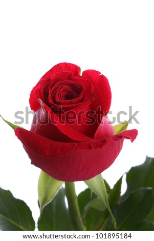 Close up single red rose flower on white background