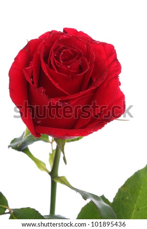 Single red rose flower on white background