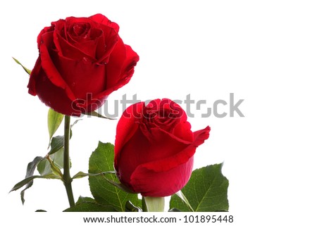 two freshness red roses on white background with copy space