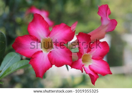 pink azalea flowers beautiful.