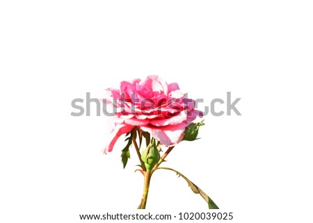 Pink rose flower  isolated on white background