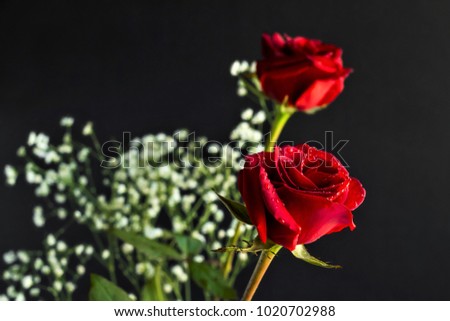 Vivid red color rose with drops on the black background,reflected by mirror.Concept is for special days.