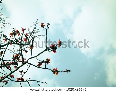 Bombax ceiba, red flower tree grow in mixed forest with sky copy space