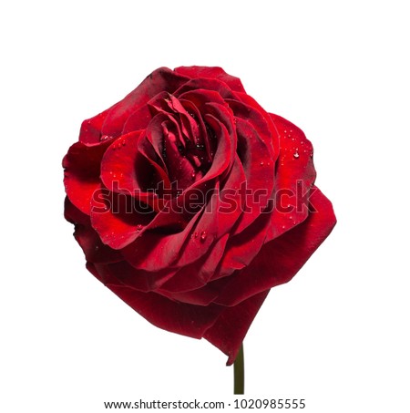 Beautiful red rose. Isolated on white background.