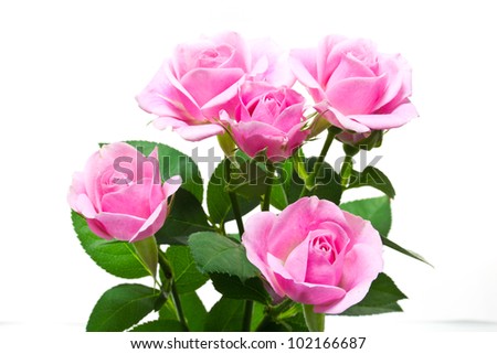 This is a picture of pink roses on the back white.