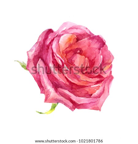 Pink rose isolated watercolor illustration