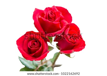 Red rose for Valentine day on white background