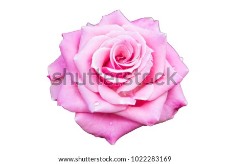 rose Valentine day love isolated on white background