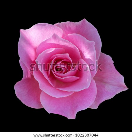 Dark Pink roses background, Pink rose isolated on black background, Greeting card with a luxury roses, Image dark tone                  