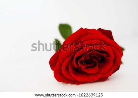 red rose valentine isolate white background