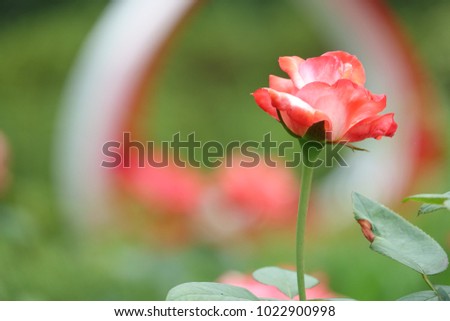 red and white rose in sunlight, elegant shape and splendid color