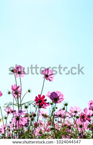 Cosmos flowers blooming with sky in the garden for couple in valentine day.