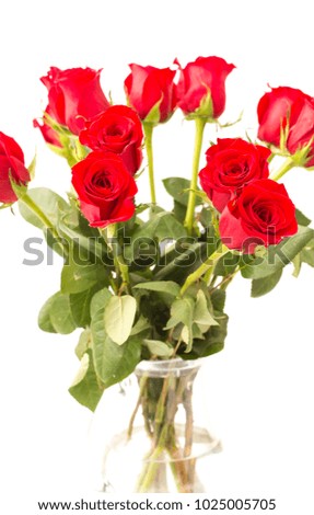 Beautiful Red Roses on a White Background