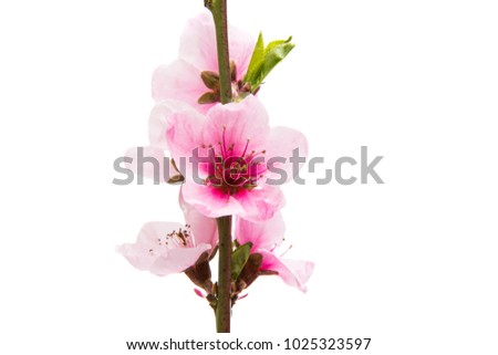 Sakura flowers isolated on white background