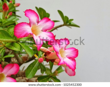 Adenium  or Desert Rose  The flower Resistant to drought
