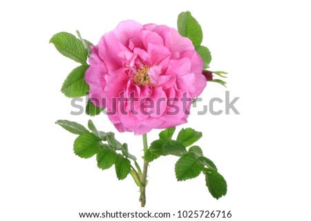 flower of dog rose isolated on white background
