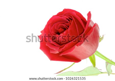 Lonely Red Rose with copyspace on white background